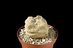 Pseudolithos cubiforme Cm.5 € 120,00